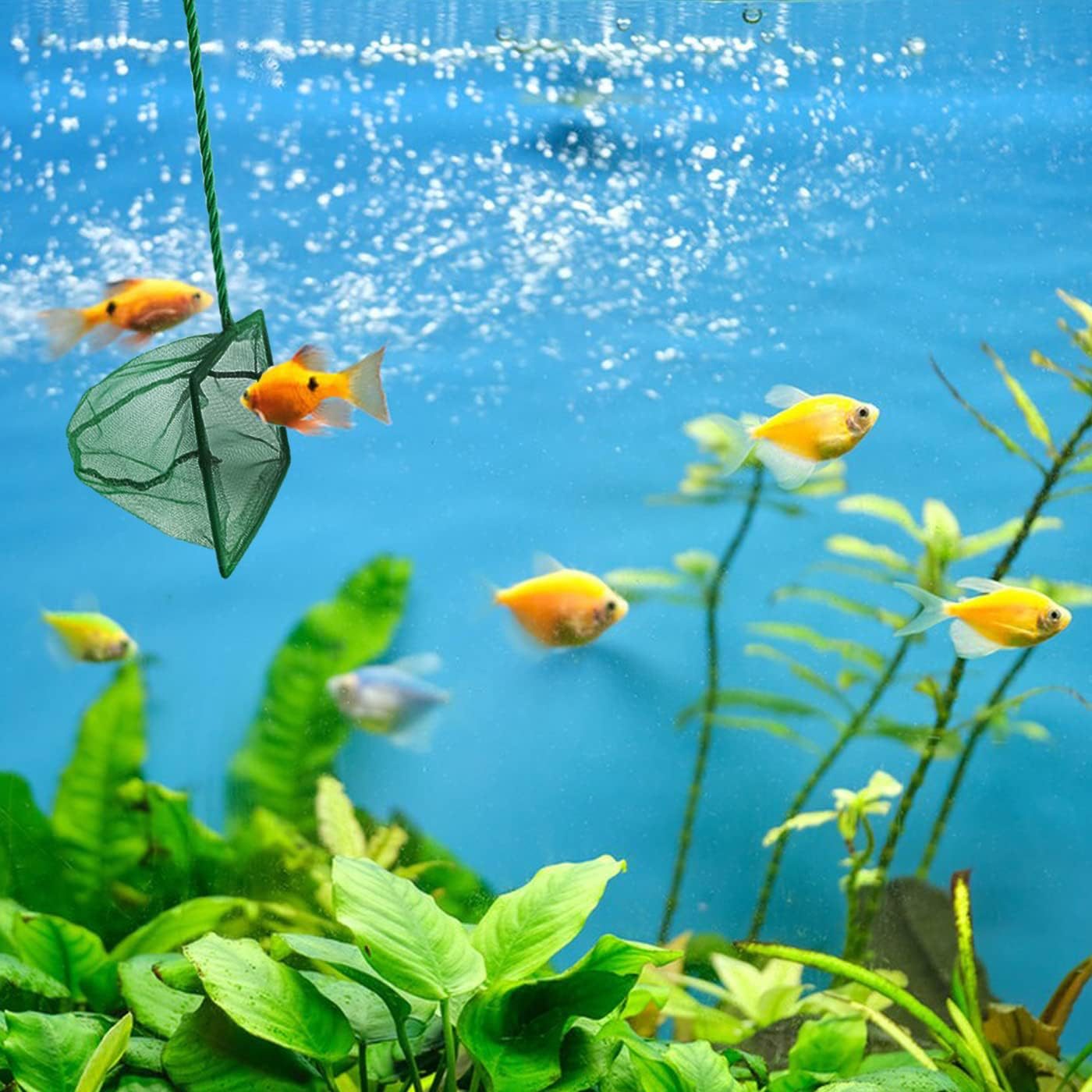 akvaryum-balik-kepcesi-7-5-c-29289_1.jpg Кепче за риба за аквариум 7.5 см - Image 1