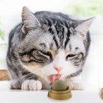 Топка за игра со мачка трева